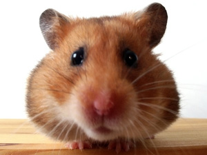 Hamster