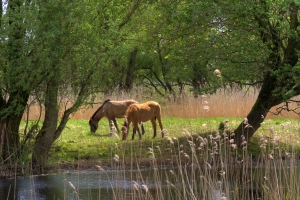 Two Horses