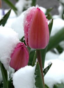 Snow-Covered Tulip