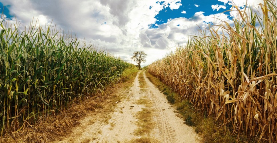 Country Road 