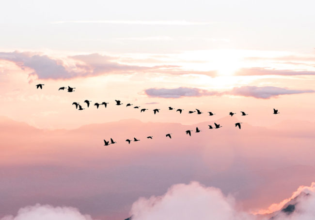 flock of birds flying in V formation