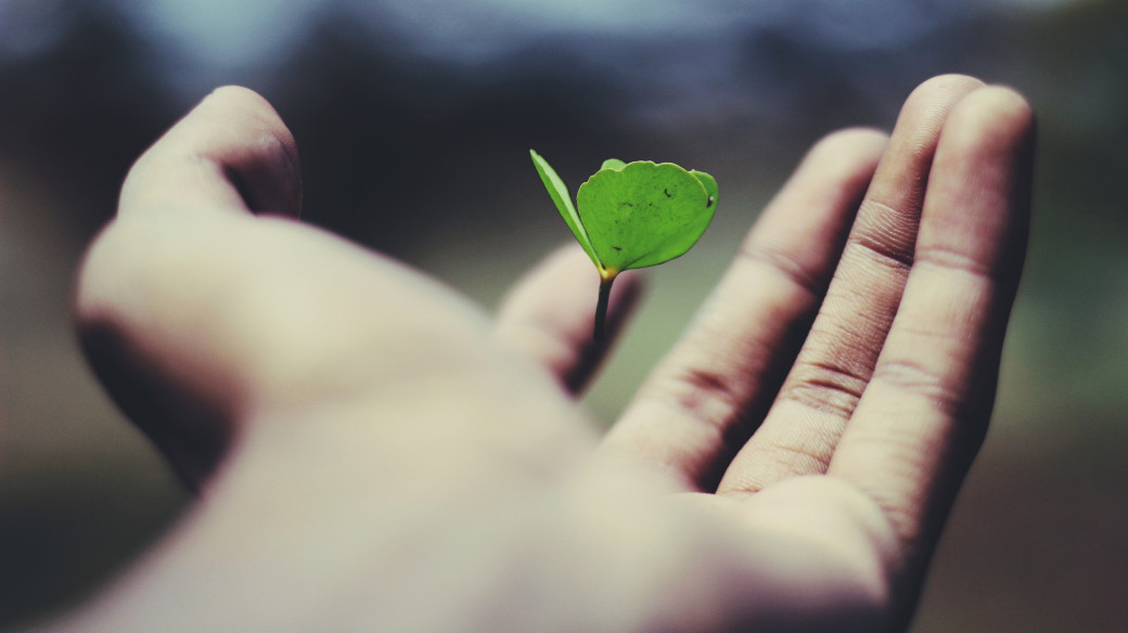 growing plant in hand